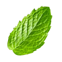 feuille de menthe#1