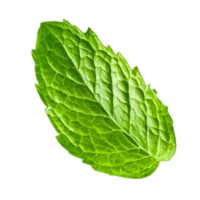 feuille de menthe#2